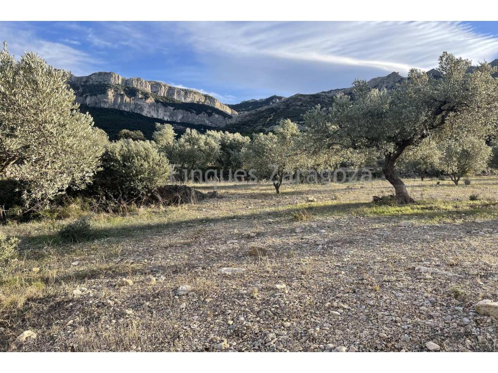 This is a finca of 30.121m2 situated between Prat de Compte and Horta de Sant Joan, planted with olive trees and with a small country house to renovate.