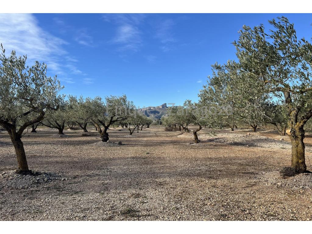 Nous vous proposons à la vente cette magnifique propriété rustique située dans la zone tranquille et naturelle de Burga, à El Perelló. Idéale pour la culture d'oliviers ou comme refuge en pleine nature.La propriété se compose de deux parcelles rustiques, séparées par seulement deux minutes en voiture, avec une superficie totale de 5,12 journaux du pays : • Première parcelle : 3 258 m² de terrain avec des oliviers en pleine production. • Deuxième parcelle : 7 971 m² de terrain avec des oliviers et une maison de campagne de 25 m² à rénover, avec une citerne, parfaite pour l'adapter à vos besoins et en faire un charmant refuge rural. Cette parcelle dispose d'une eau de citerne et d'un accès à un puits communautaire, assurant un approvisionnement en eau.Située dans un environnement naturel privilégié, cette propriété se trouve à seulement 4,3 km des peintures rupestres de Cabra Freixet, un important patrimoine historique et culturel. Elle offre également un accès facile à El Perelló et aux principales voies de la région.Ne manquez pas cette opportunité ! Contactez-nous pour plus d'informations ou pour organiser une visite.